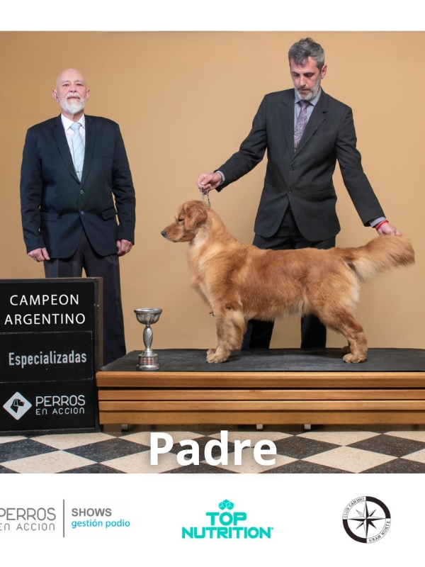 golden-retriever-criadero-de-perros-cordoba-argentina-1
