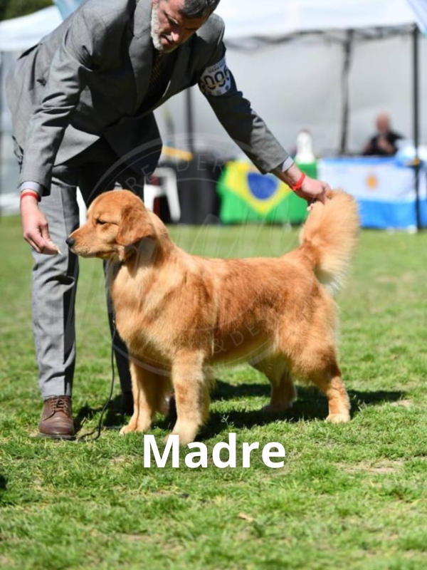 golden-retriever-criadero-de-perros-cordoba-argentina-2