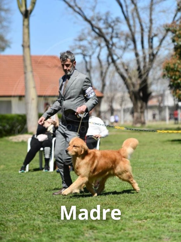 golden-retriever-criadero-de-perros-cordoba-argentina-3