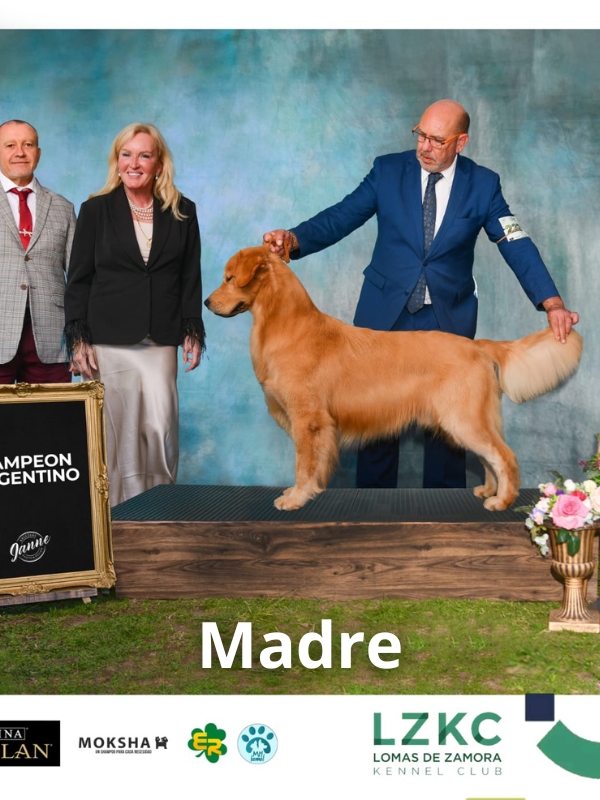 golden-retriever-criadero-de-perros-cordoba-argentina-4