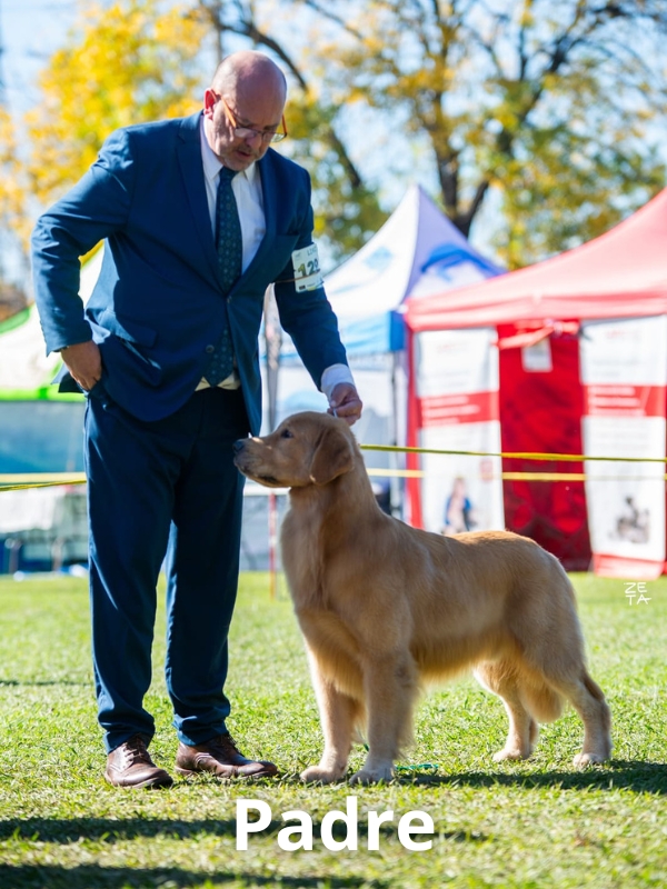golden-retriever-criadero-de-perros-cordoba-argentina-5