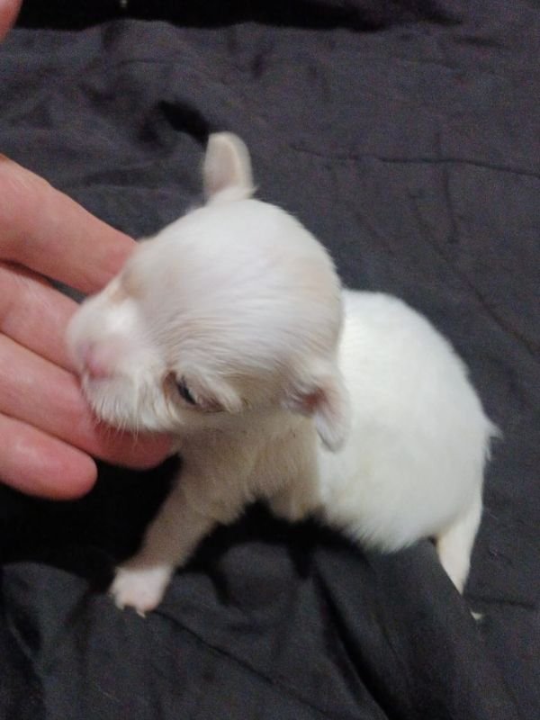 chihuahua-criadero-de-perros-cordoba-argentina-4