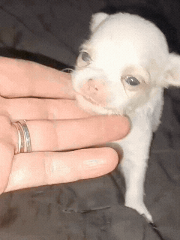 chihuahua-criadero-de-perros-cordoba-argentina-5