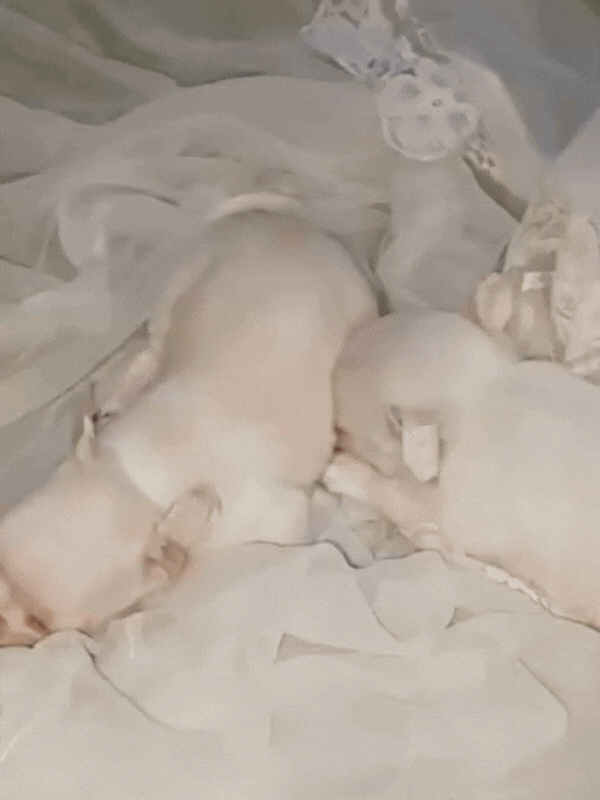 chihuahua-criadero-de-perros-cordoba-argentina-6