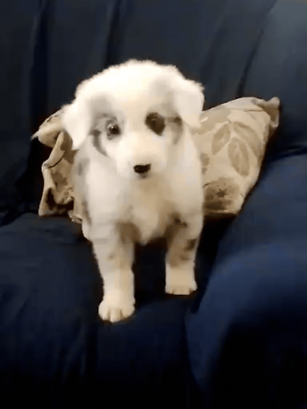 border-collie-criadero-de-perros-cordoba-argentina-1