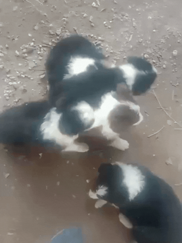 border-collie-criadero-de-perros-cordoba-argentina