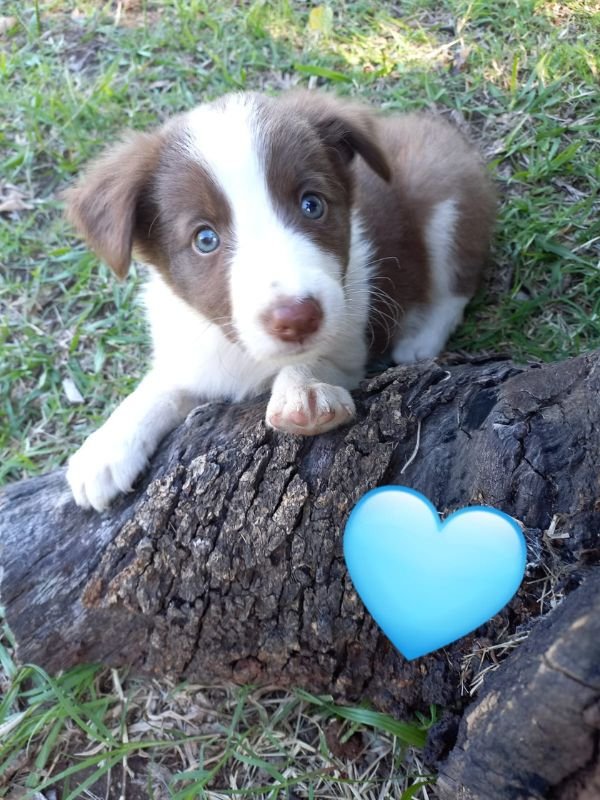 border-collie-criadero-de-perros-cordoba-argentina