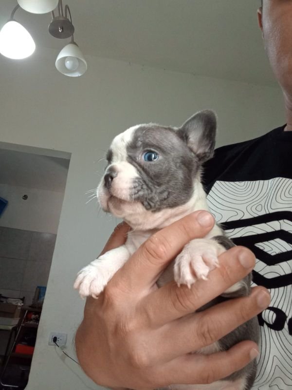 bulldog-frances-criadero-de-perros-cordoba-argentina-3