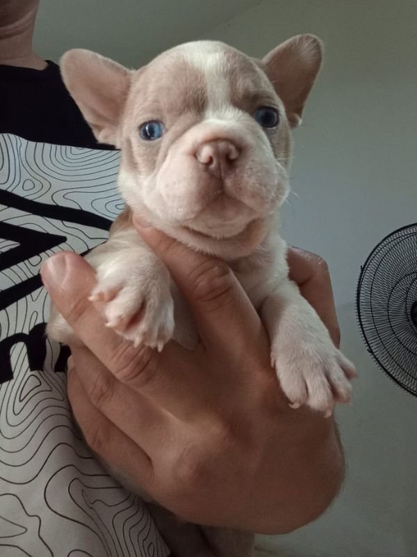 bulldog-frances-criadero-de-perros-cordoba-argentina