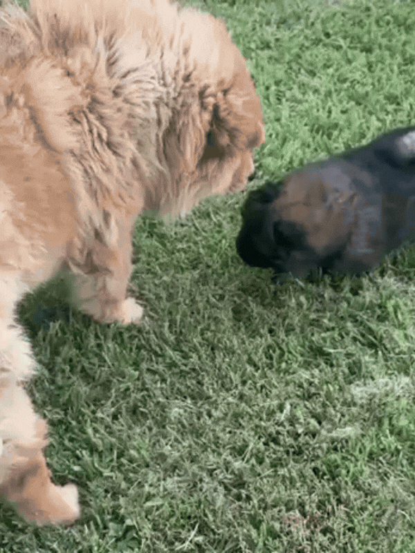 chow-chow-criadero-de-perros-cordoba-argentina-1