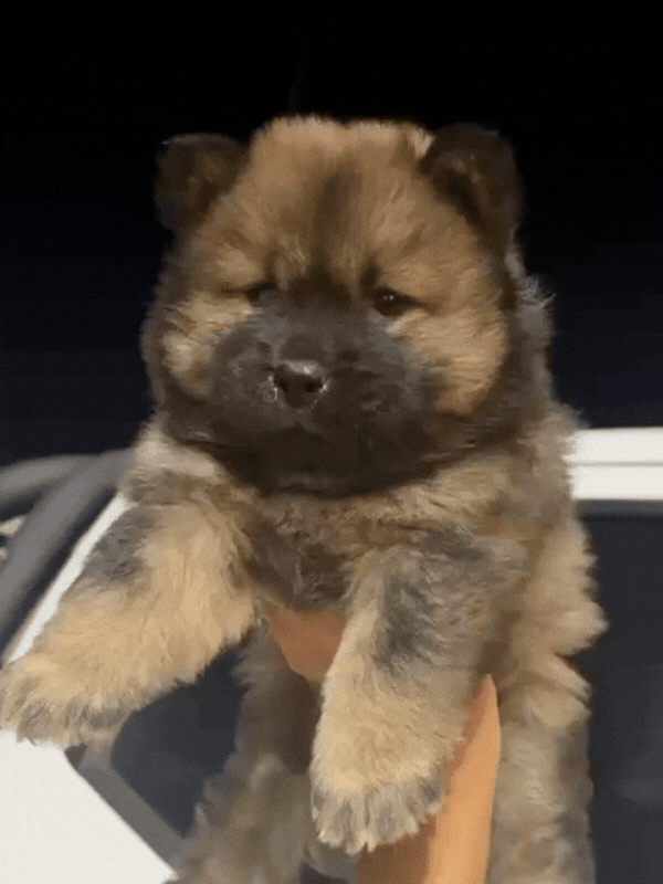 chow-chow-criadero-de-perros-cordoba-argentina