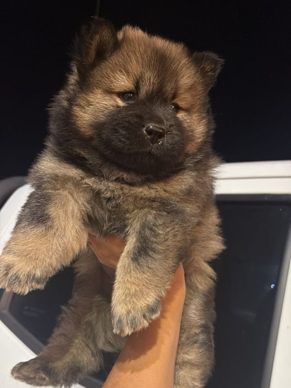 chow-chow-criadero-de-perros-cordoba-argentina