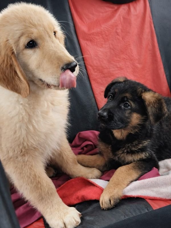 labrador-retriever-criadero-de-perros-cordoba-argentina-8