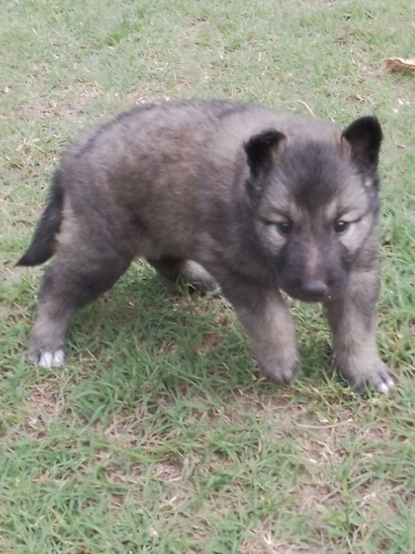 pastor-belga-criadero-de-perros-cordoba-argentina