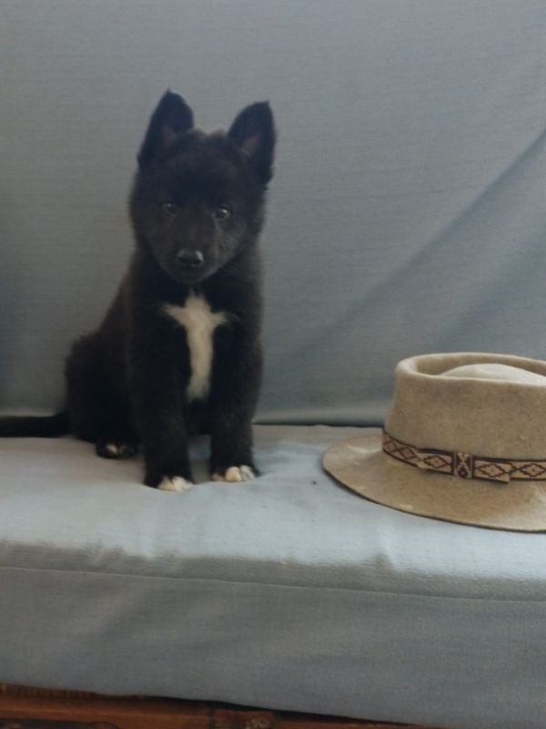 pastor-belga-groenendael-criadero-de-perros-cordoba-argentina