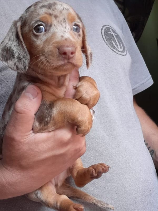 salchicha-arlequin-criadero-de-perros-cordoba-argentina-1