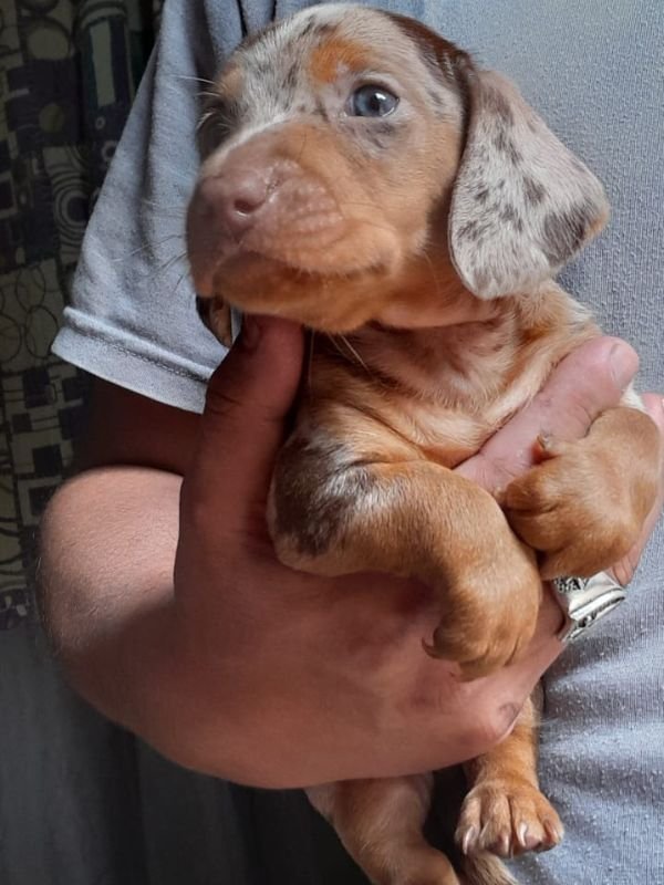 salchicha-arlequin-criadero-de-perros-cordoba-argentina