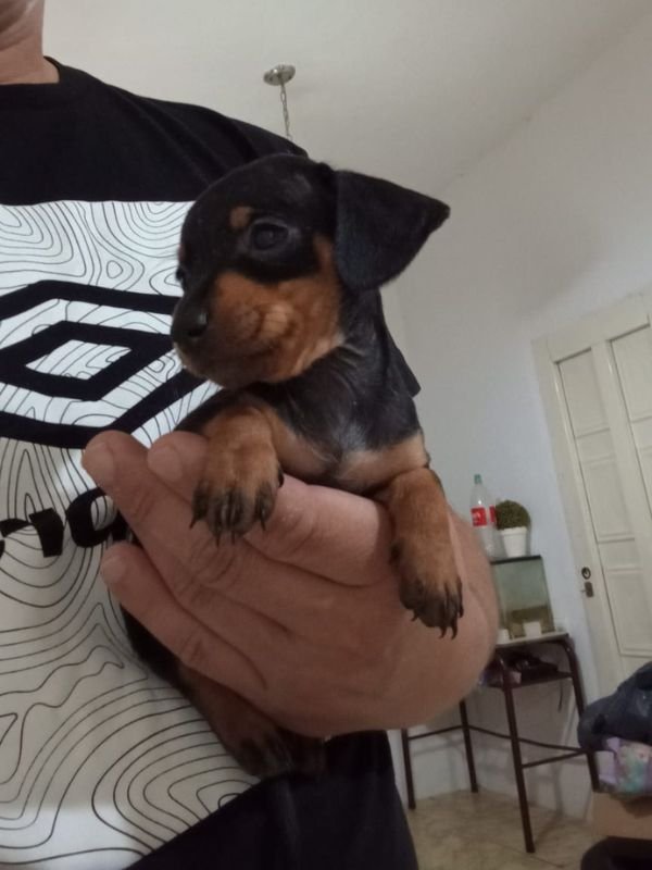 salchicha-criadero-de-perros-cordoba-argentina-1