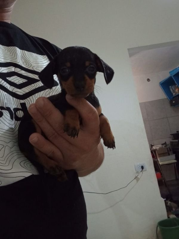 salchicha-criadero-de-perros-cordoba-argentina-2