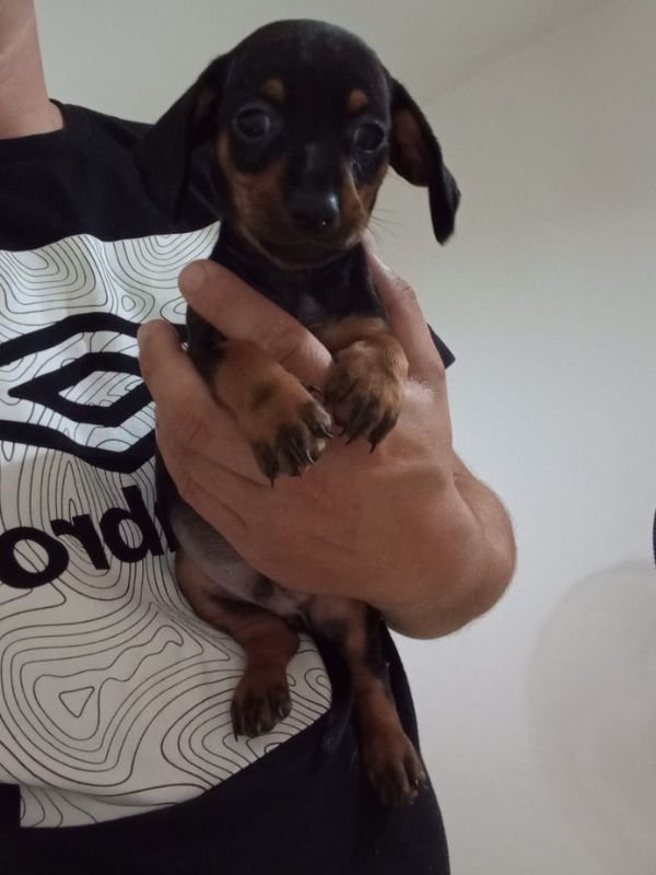 salchicha-criadero-de-perros-cordoba-argentina-3