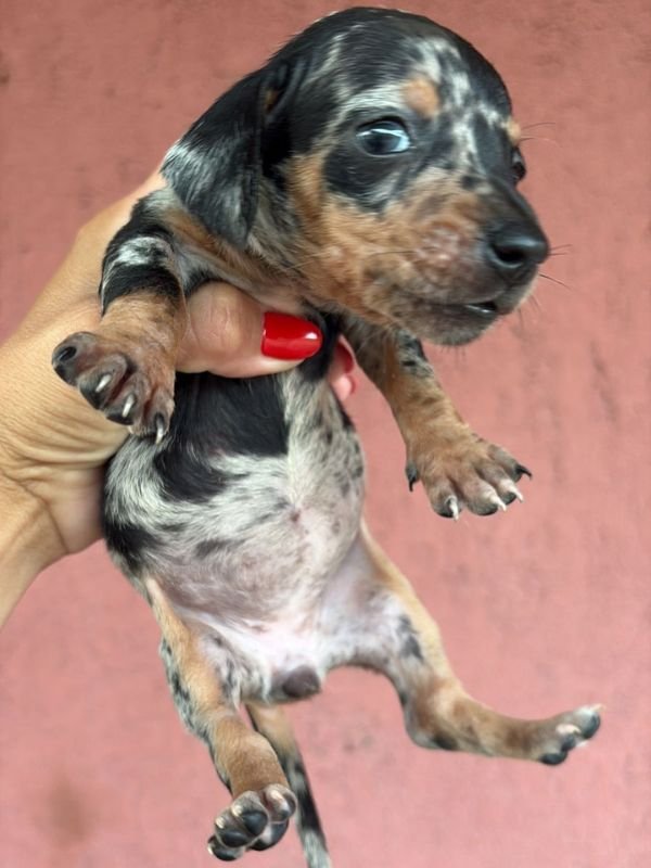 salchicha-criadero-de-perros-cordoba-argentina-4