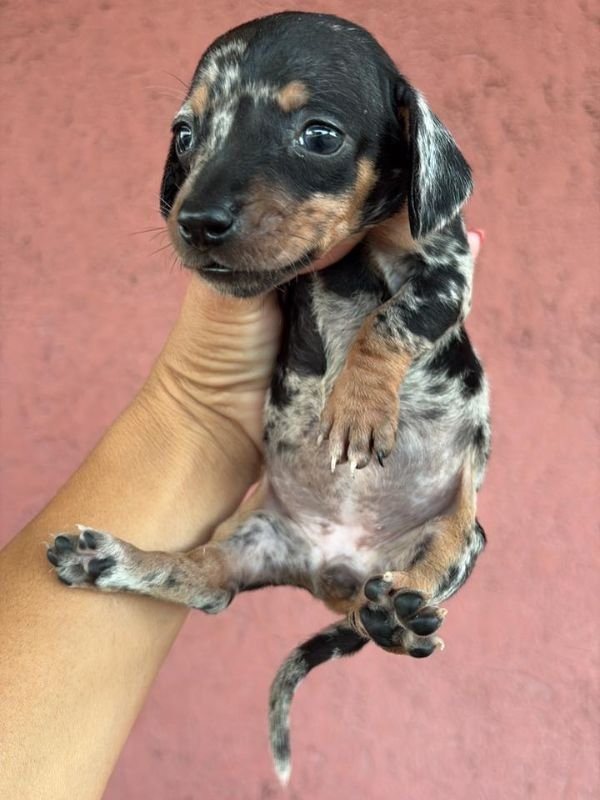 salchicha-criadero-de-perros-cordoba-argentina-5