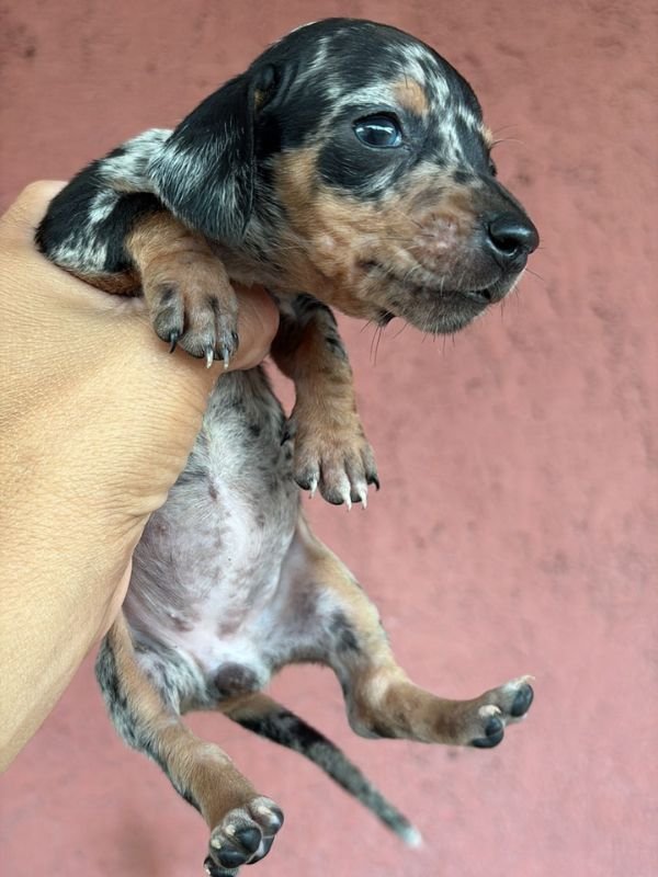 salchicha-criadero-de-perros-cordoba-argentina-6