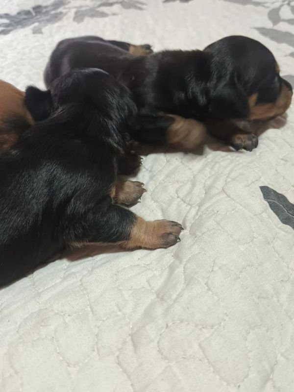 salchichas-criadero-de-perros-cordoba-argentina-2