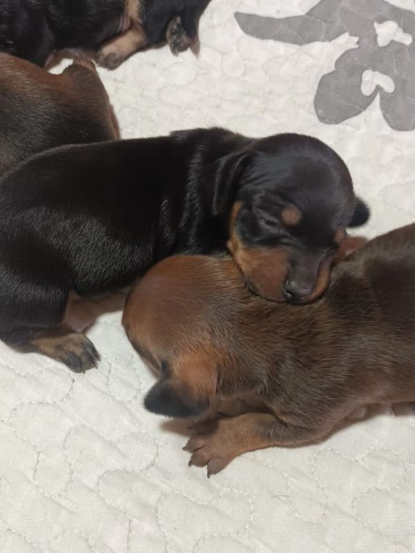 salchichas-criadero-de-perros-cordoba-argentina-3