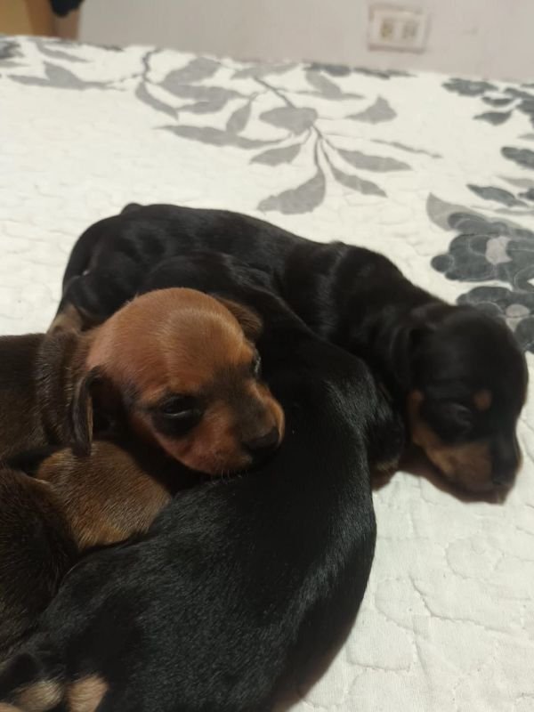 salchichas-criadero-de-perros-cordoba-argentina-4