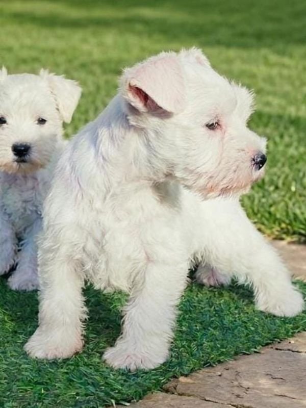 schnauzer-criadero-de-perros-cordoba-argentina