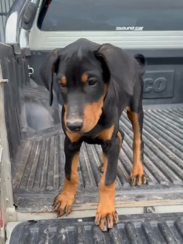 doberman-criadero-de-perros-cordoba-argentina
