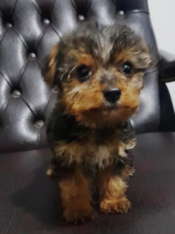yorkshire-terrier-criadero-de-perros-cordoba-argentina