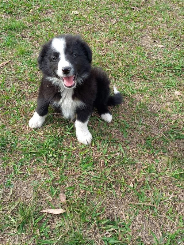 border-collie-criadero-de-perros-cordoba-argentina-1
