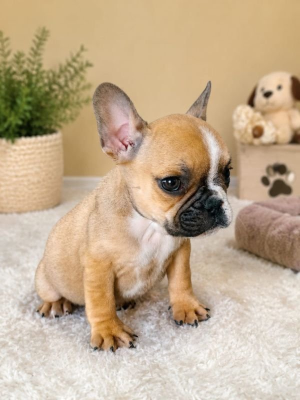 bulldog-frances-fawn-criadero-de-perros-cordoba-argentina-1
