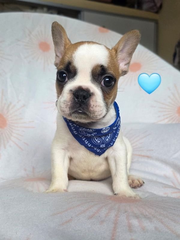 bulldog-frances-fawn-criadero-de-perros-cordoba-argentina-2