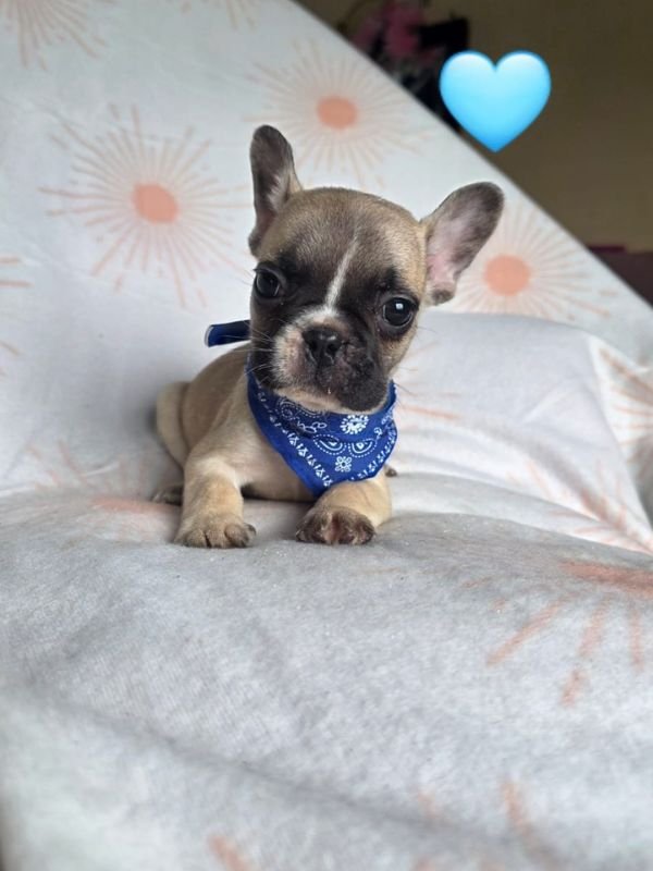 bulldog-frances-fawn-criadero-de-perros-cordoba-argentina-3