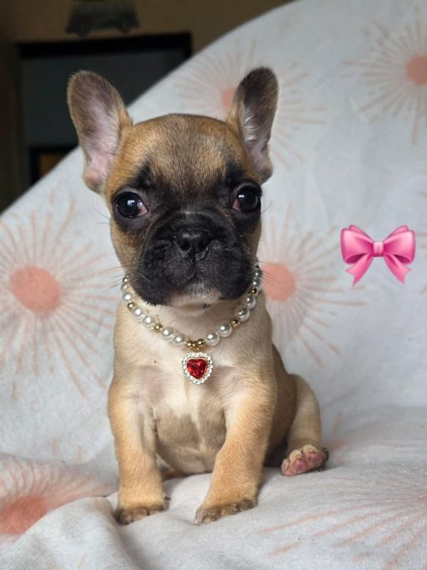 bulldog-frances-fawn-criadero-de-perros-cordoba-argentina-4