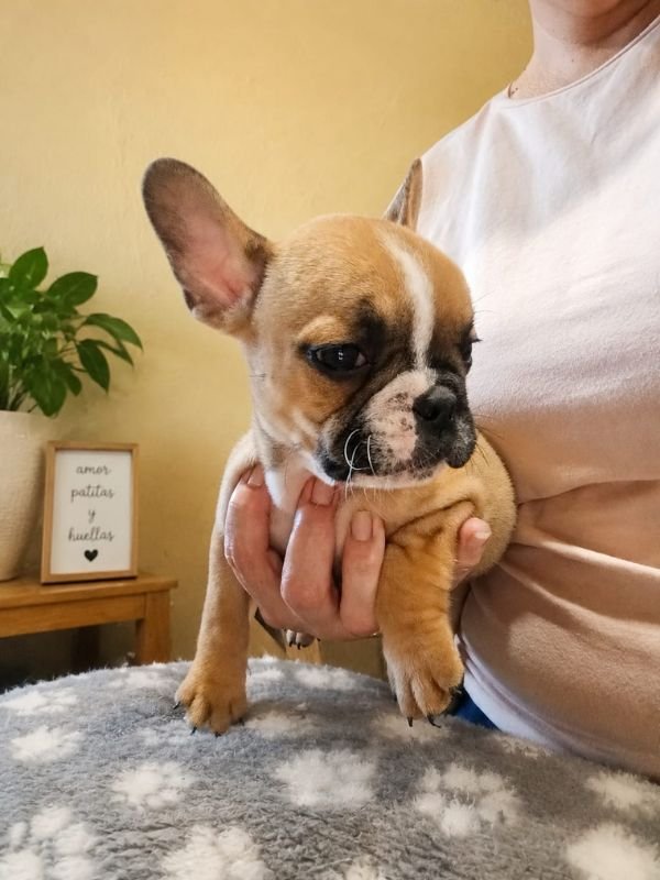bulldog-frances-fawn-criadero-de-perros-cordoba-argentina