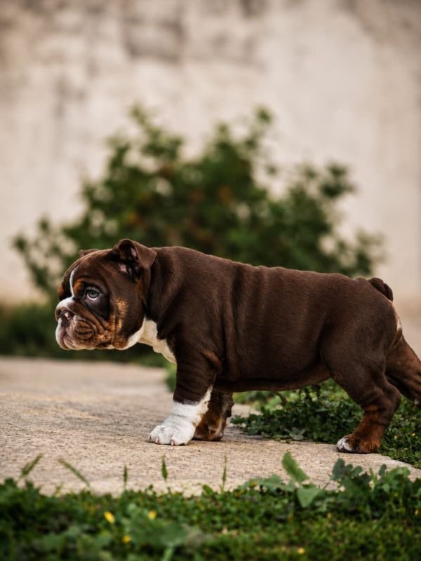 bulldog-ingles-criadero-de-perros-cordoba-argentina-2