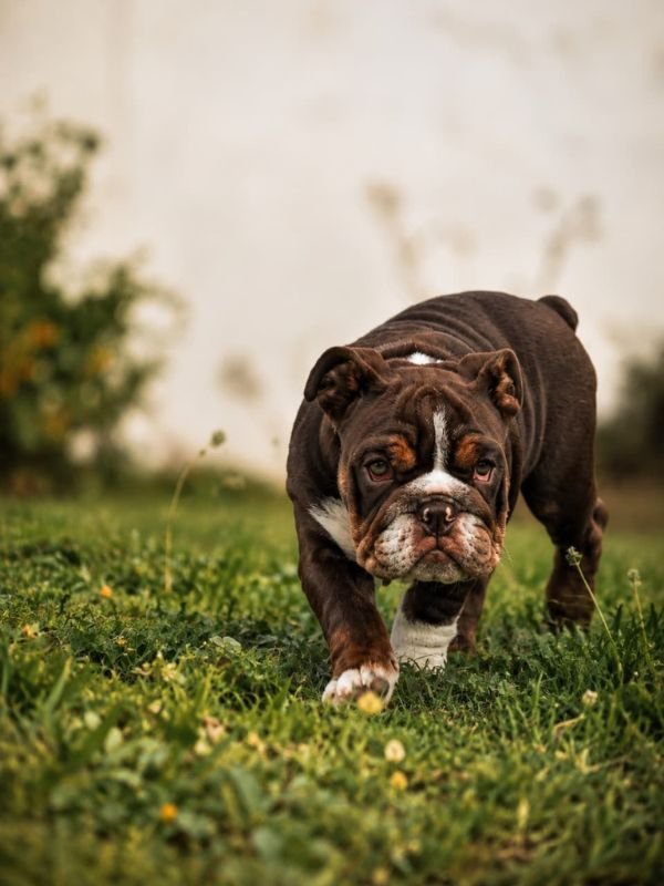 bulldog-ingles-criadero-de-perros-cordoba-argentina