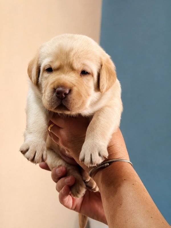 labrador-criadero-de-perros-cordoba-argentina-10