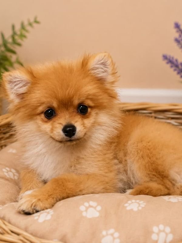 pomerania-criadero-de-perros-cordoba-argentina-1