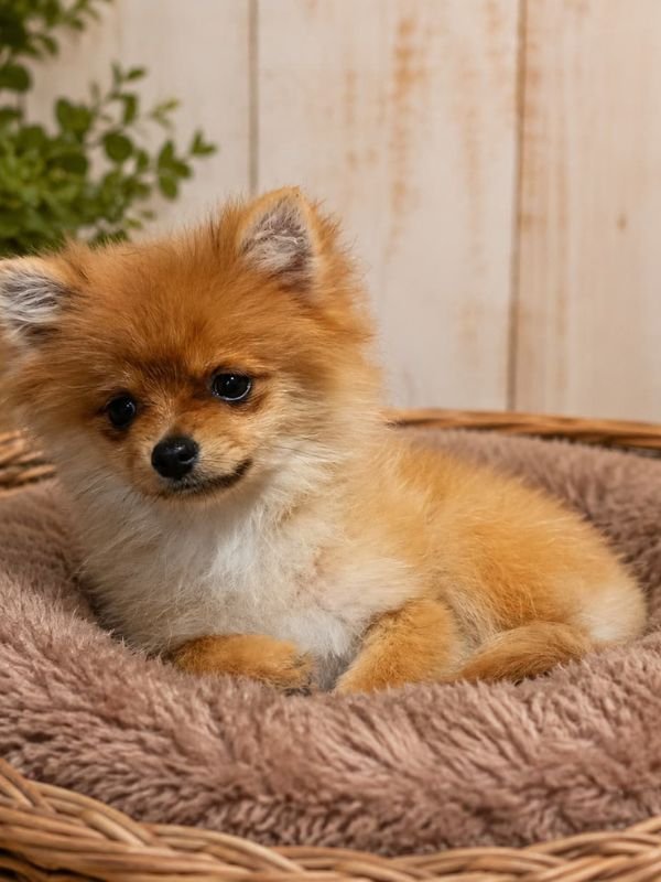 pomerania-criadero-de-perros-cordoba-argentina-2