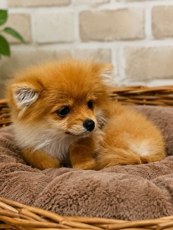 pomerania-criadero-de-perros-cordoba-argentina