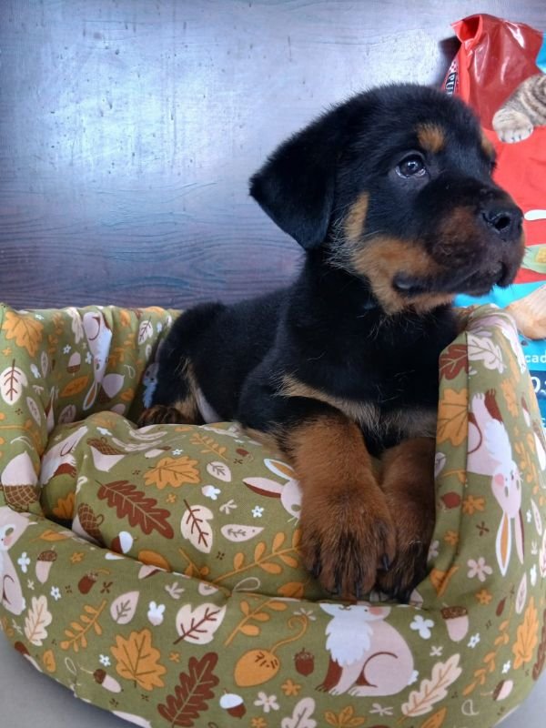 rottweiler-criadero-de-perros-cordoba-argentina