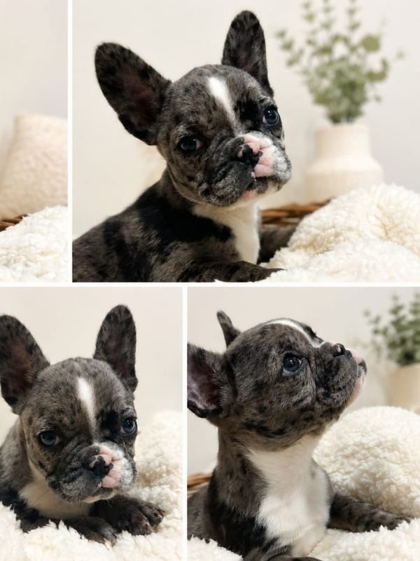 bulldog-frances-criadero-de-perros-cordoba-argentina-10