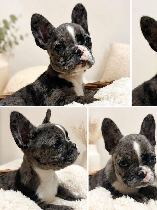 bulldog-frances-criadero-de-perros-cordoba-argentina-9