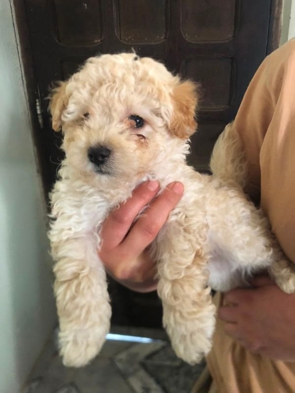 caniche-criadero-de-perros-cordoba-argentina