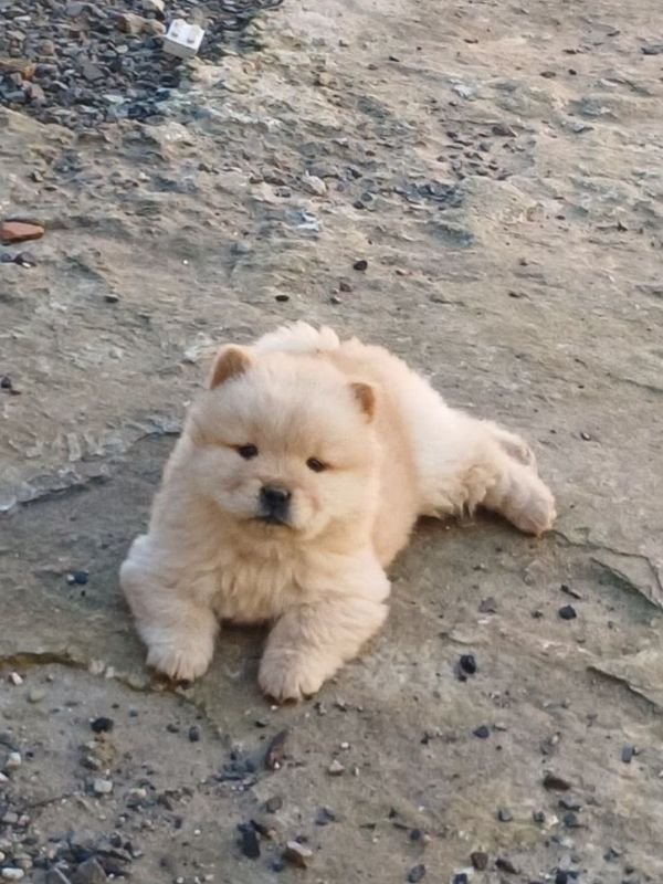 chow-chow-criadero-de-perros-cordoba-argentina-1